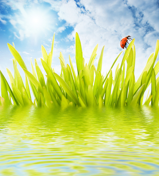 Coccinella seduta su un'erba riflessa in acqua resa
 - Foto, immagini