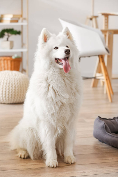 Cute Samoyed pies w salonie - Zdjęcie, obraz