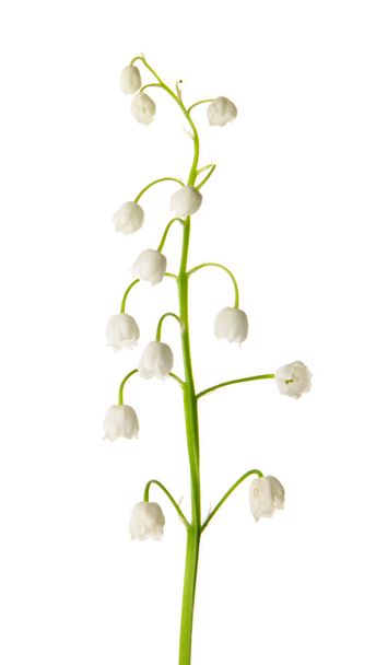 Beautiful lily-of-the-valley flowers on white background - Fotografie, Obrázek