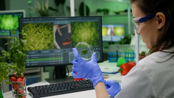 Pesquisador botânico segurando placa de Petri com amostra de folha verde analisando mutação genética - Foto, Imagem