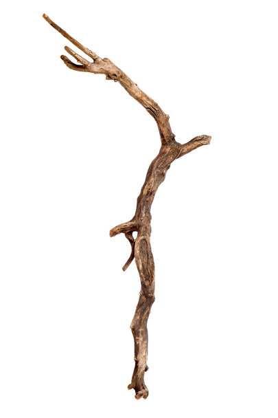 Branche d'arbre sèche
 - Photo, image