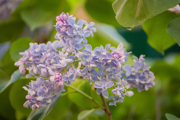 Pink-blue lilac inflorescences on a background with green leaves.  - Photo, Image