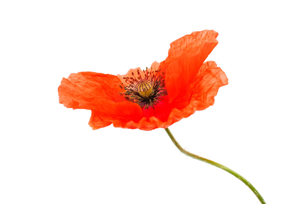 red poppy isolated  - Foto, afbeelding