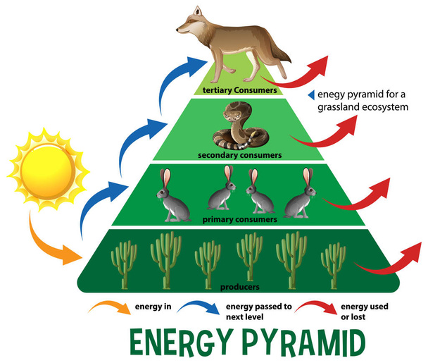 Επιστήμη απλοποιημένη οικολογική πυραμίδα εικονογράφηση - Διάνυσμα, εικόνα