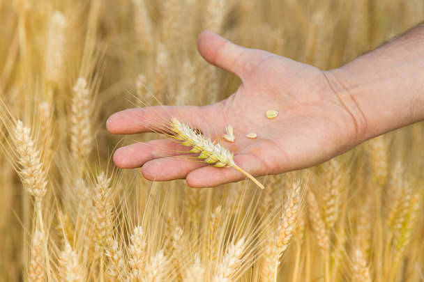 Granos de trigo en palma macho
 - Foto, imagen