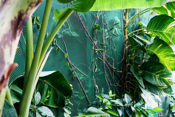 Vertical garden with tropical green leaf. Nature background - Foto, Bild