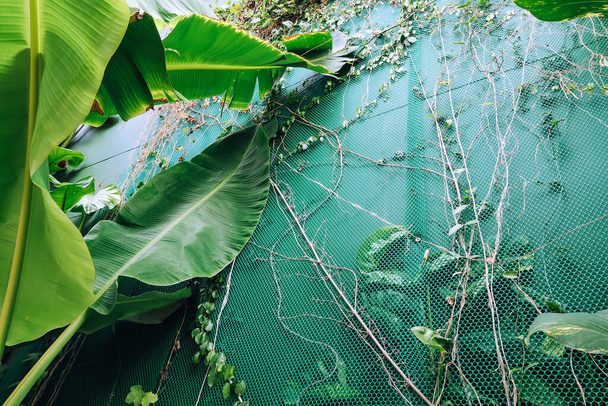 Vertical garden with tropical green leaf. Nature background - Photo, Image
