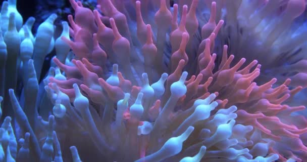 Bubble-tip anemone, (Entacmaea quadricolor) είναι ένα είδος θαλάσσιας ανεμώνης. - Πλάνα, βίντεο