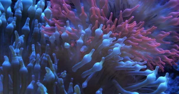 Bubble-tip anemone, (Entacmaea quadricolor) είναι ένα είδος θαλάσσιας ανεμώνης. - Πλάνα, βίντεο