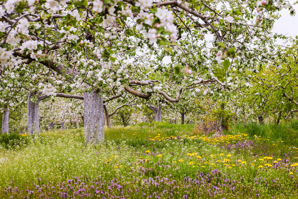 Piękne kwitnące kwiaty niektórych drzew wiosną - Zdjęcie, obraz