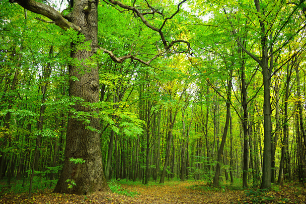 Big old oak on a background of the young forest - Fotografie, Obrázek