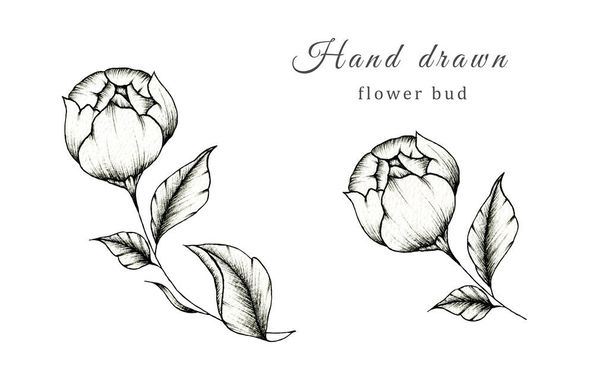 Mooie zwart-witte bloem knop inkt tekening geïsoleerd op wit, bloemen illustratie met vintage zwarte bloemen tak met bloemknop schets, fijne lijn bloem tekening - Foto, afbeelding