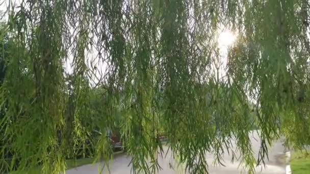 weeping willow leaves against the bright sky - Footage, Video