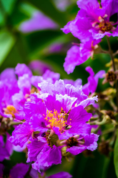 Lähikuva Violet Lagerstroemia floribunda kukka kotipuutarhassa kesällä. - Valokuva, kuva
