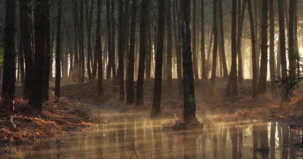 ランドフォレスト内の針葉樹林。フランスのヌーベル・アキテーヌ. - 映像、動画