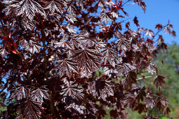Cerca de unas hojas de arce Reina Esmeralda - Acer platanoides var Royal Red - Foto, Imagen