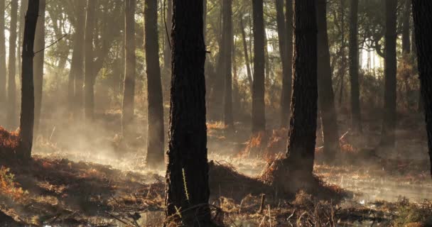 ランドフォレスト内の針葉樹林。フランスのヌーベル・アキテーヌ.  - 映像、動画