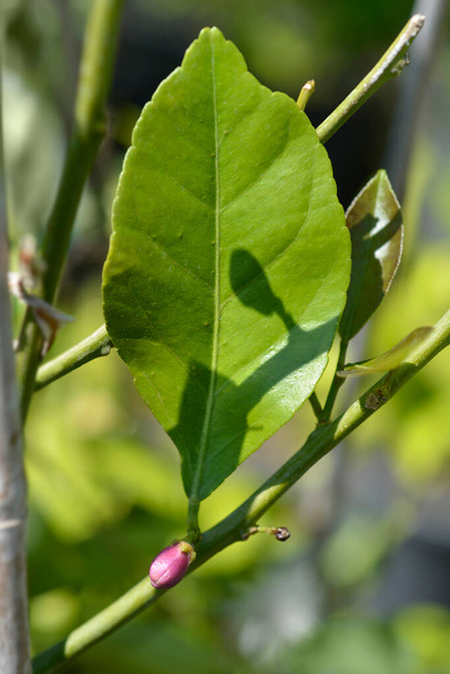 Lemon flower bud and leaf - Latin name - Citrus limon - Photo, image