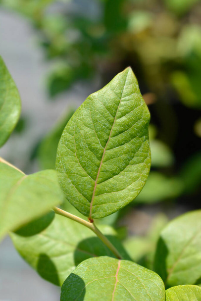 Highbush blueberry leaves - Latin name - Vaccinium corymbosum - Photo, Image