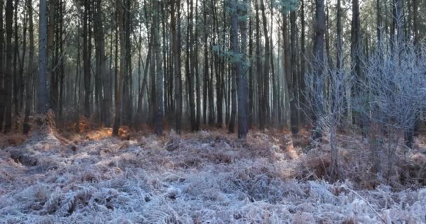 凍った風景, The Landes forest, Nouvelle Aquitaine,フランス.  - 映像、動画