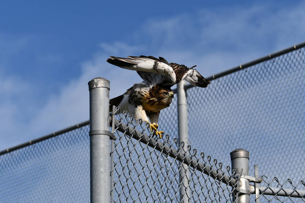 Juvenile Red Tailed Hawk attempt to land on a chain link fence at  a baseball diamond - Photo, Image