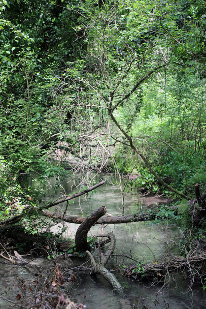 Ambiente selvagem um pequeno riacho que atravessa a vegetação intocada sem pessoas - Foto, Imagem