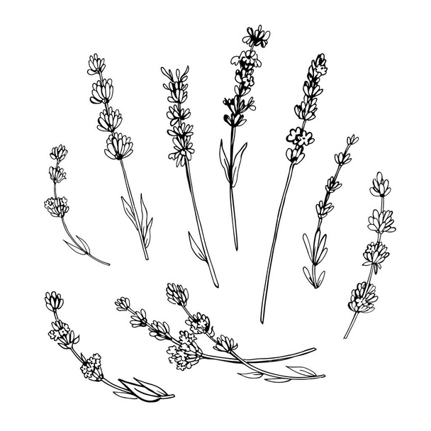 Graphic sketches of lavender flowers - Vector, Image