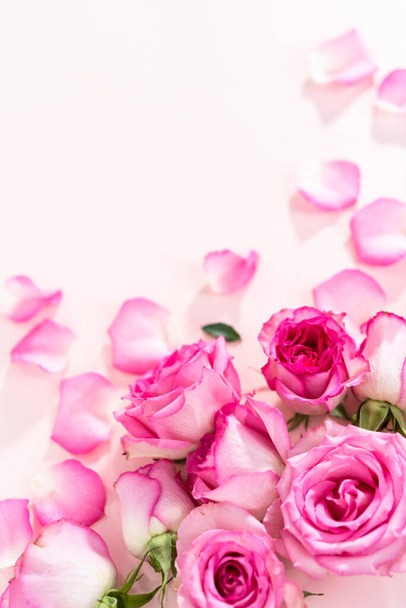 Litteä pano. Vaaleanpunaiset ruusut ja ruusun terälehdet vaaleanpunaisella taustalla. - Valokuva, kuva