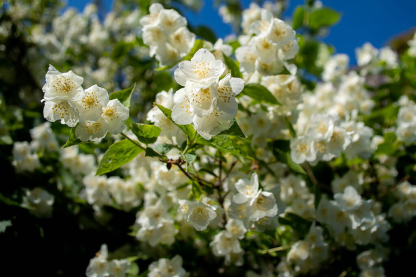 virágzó bozót philadelphus. Fehér virágok. - Fotó, kép