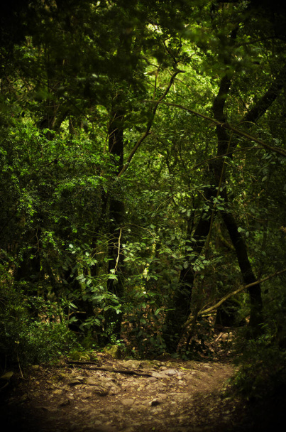 άδειο μονοπάτι περιτριγυρισμένο από πράσινα δέντρα στο δάσος με χώρο για επικόλληση - Φωτογραφία, εικόνα