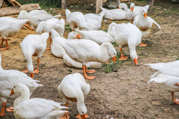 white geese near a house farm - Fotó, kép