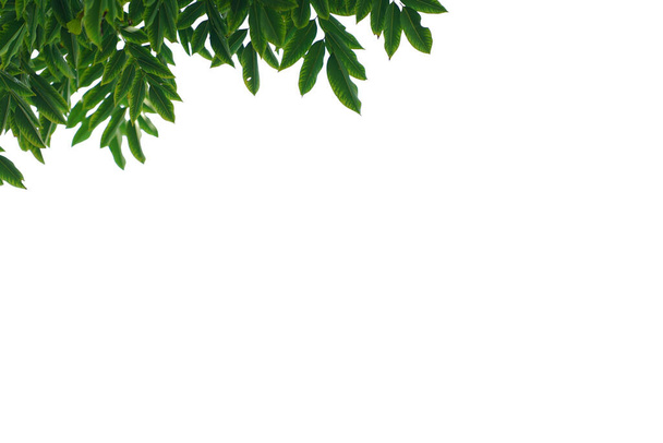 groene bladeren geïsoleerd op witte achtergrond. Close-up natuurzicht met vrije ruimte voor tekst. Natuurlijke groene achtergrond.                                  - Foto, afbeelding
