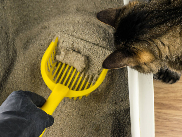 limpieza y orden en la bandeja del gato: el gato inspecciona el proceso de limpieza de su bandeja - Foto, imagen