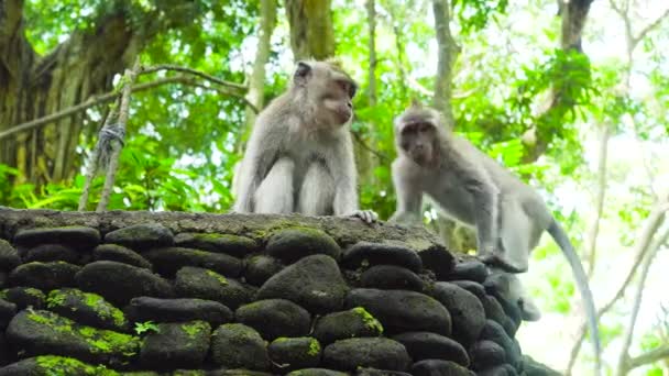 Opice v lese. Bali, indonésie. - Záběry, video