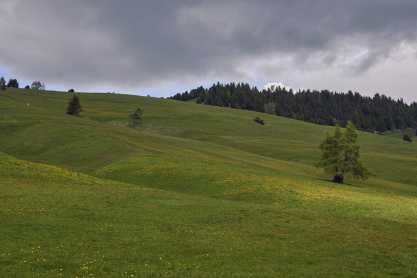 όμορφο πράσινο λιβάδι με ένα δάσος στο παρασκήνιο και ένα συννεφιασμένο ουρανό σε alpe di siusi δολομίτες, Ιταλία - Φωτογραφία, εικόνα