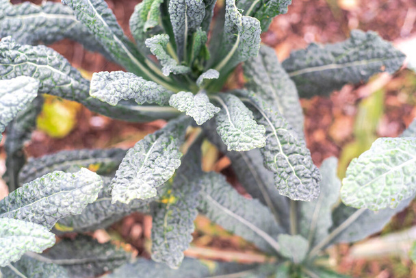 Homegrown Nero Di Toscana Kale plant at organic backyard garden in Dallas, Texas, USA - Photo, Image