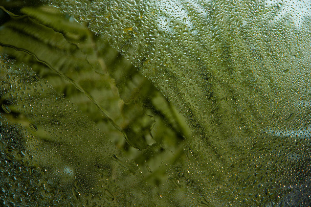 Grüne Farnblätter aus nächster Nähe unter dem Nebelglas. Textur, Tapete. - Foto, Bild