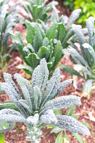 Domácí rostlina Nero Di Toscana Kale na zahradě v Dallasu, Texas, USA - Fotografie, Obrázek