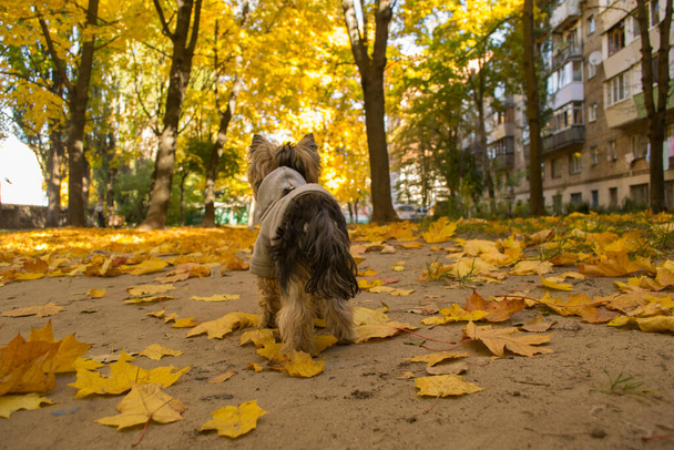 Yorkshire terrier dans le parc à l'automne. Mignon chien en plein air. - Photo, image