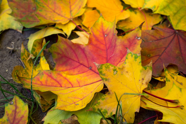 Prachtige herfstbladeren van esdoorn, close up. - Foto, afbeelding