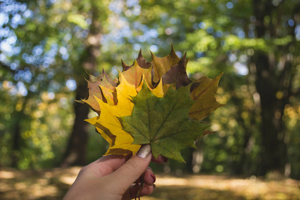 Frau hält die bunten Herbstblätter in der Hand. Ein Strauß abgefallener Blätter. Herbststimmung. - Foto, Bild