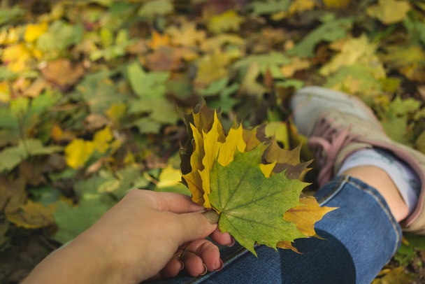 Donna che tiene le foglie colorate autunno. Un mazzo di foglie cadute. Vibrazioni autunnali. - Foto, immagini