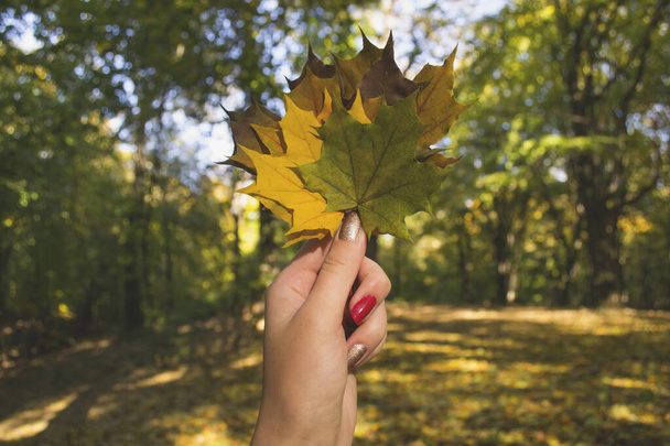 Žena držící barevné podzimní listy. Kytice spadlého listí. Podzimní vibrace. - Fotografie, Obrázek