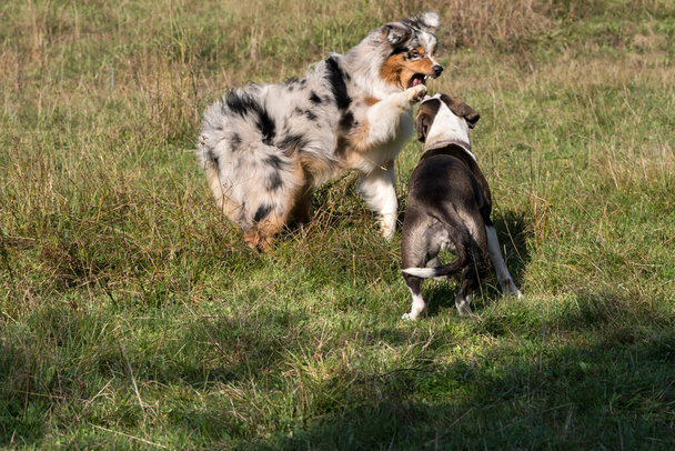couple de chiens, chien berger australien merle bleu et chien pitbull métis, courir sur la prairie de la Praglia en Ligurie en Italie - Photo, image