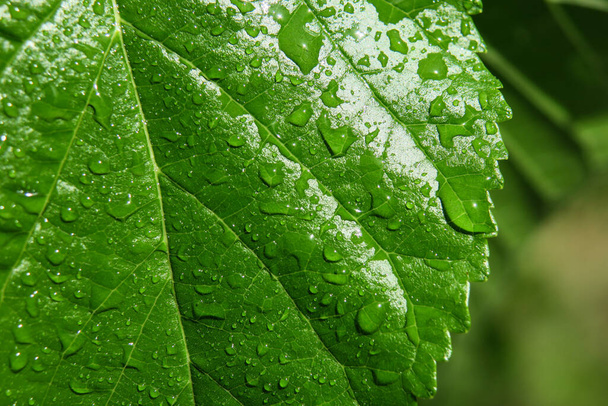 Green leaves in the garden with water dewdrops - Φωτογραφία, εικόνα