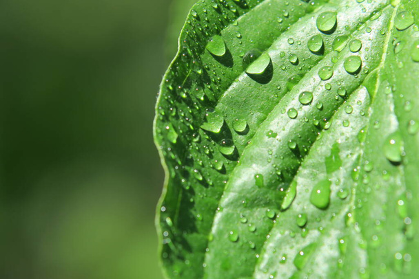 水滴のある庭の緑の葉 - 写真・画像