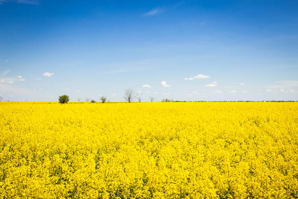 Gelb blühendes Rapsfeld mit klarem blauen Himmel. Anbau von Raps für die Produktion von Biokraftstoffen. - Foto, Bild