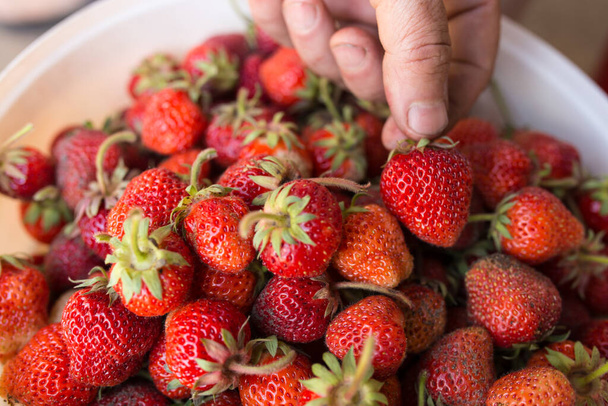 Bauer pflückt rote frische Erdbeeren aus dem Eimer. - Foto, Bild