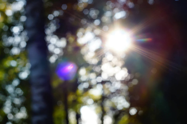 Lentille Flare Rayons de superposition du soleil de derrière les arbres dans la forêt fond flou - Photo, image