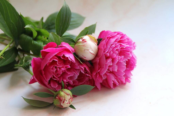 snijbloemen, pioenen van twee kleuren, licht en donker roze pioenroos, geurige bloemen, pioenen - Foto, afbeelding